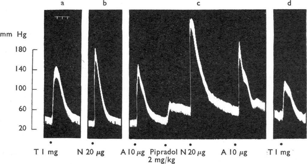 Secondly, pipradol reduced the pressor effect of tyramine, whereas it had no effect on the contraction of the nictitating membrane to tyramine, and, thirdly, dexamphetamine did not potentiate the