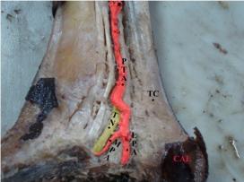5%] Foetal specimens: The posterior tibial artery had a normal course and termination in all the 10 foetal specimens.