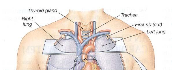 anterior chest, directly posterior to the sternum (peri
