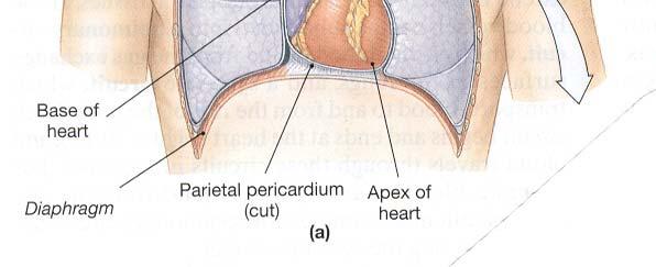 Pericardium Serous membrane sac around the heart Formed