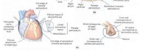 Parietal pericardium lines the inner surface of the