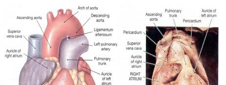 Right ventricle - Receives blood from the right atrium and then pumps p it to the