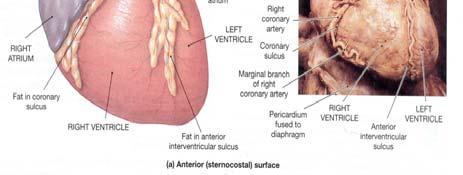 Left ventricle - Receives blood from the left atrium and pumps it via the systemic