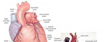 Be able to locate the following blood vessels associated with the heart. a. Aorta f.