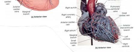 Left coronary artery & its two major branches d.
