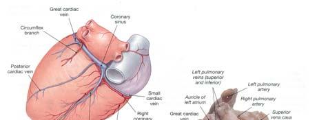 Great cardiac vein & coronary sinus Innervation of the Heart The ANS innervates the heart
