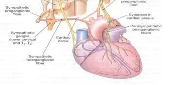 .. a) Sinoatrial Node - (S-A node) Often called the pacemaker of the heart.