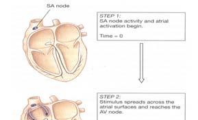 A-V node into the interventricular septum