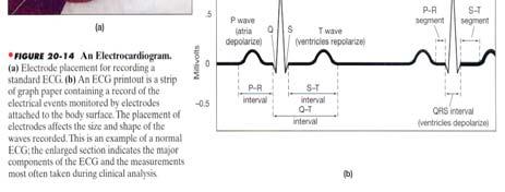 } T-waves: re-polarization of the ventricles Cardiac Cycle Heart rate is inversely related to body size. Elephant = 30 beats/min.