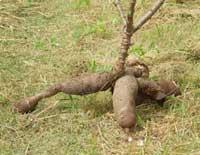INTRODUCTION u Over 55% of cassava production is from sub-sahara Africa u Cassava tubers and