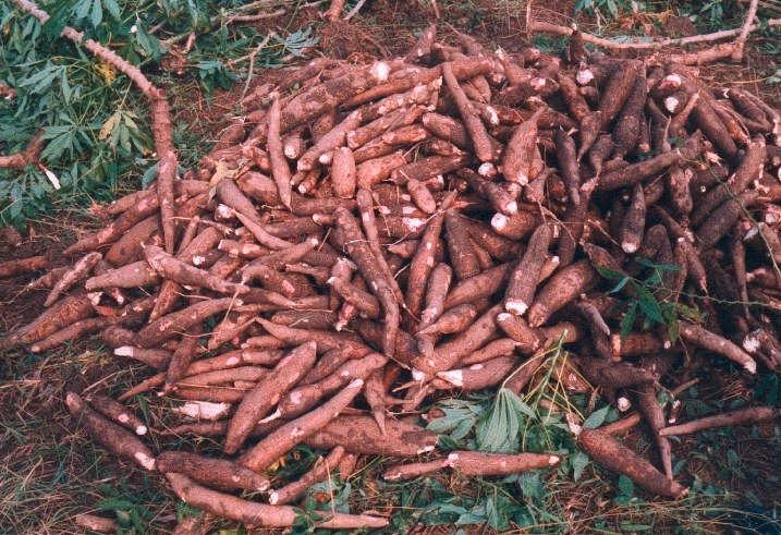 CASSAVA TUBERS IN AQUAFEEDS Cassava root is used in two ways in aquafeeds: Pellet binder Carbohydrate energy feedstuff Cassava root