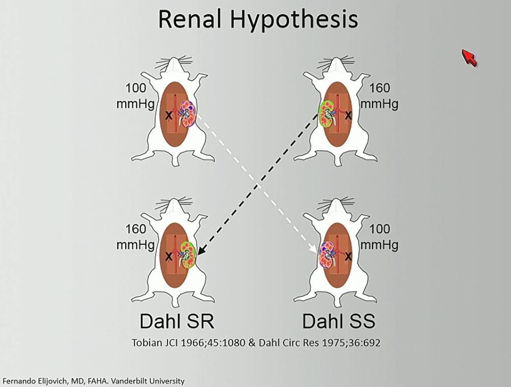 Role of the kidneys in the
