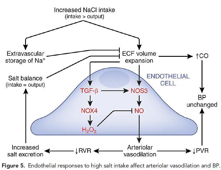 Endothelial responses to high salt intake affect arteriolar