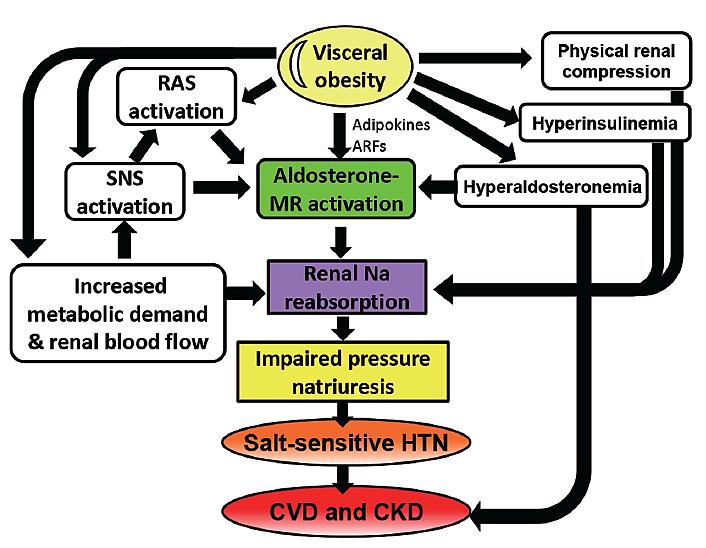 The mechanism underlying obesity related hypertension and kidney