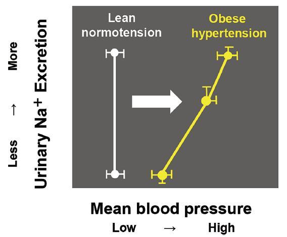 The BP-natriuresis curve is slanted and shifted to the right, in obese subjects indicating