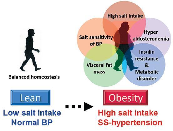 High salt intake increases the risk of obesity