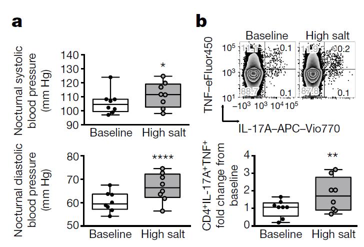 High salt diet affects blood pressure, TH17 cells and Lactobacillus