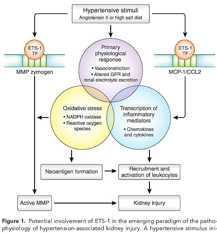 Potential involvement of Ets -1 in the pathogenesis of hypertension associated