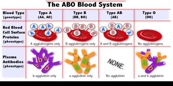 What is blood type?