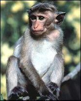 RH Factors Scientists sometimes study Rhesus monkeys. There are certain similarities between the humans and monkeys. While studying Rhesus monkeys, a certain blood protein was discovered.