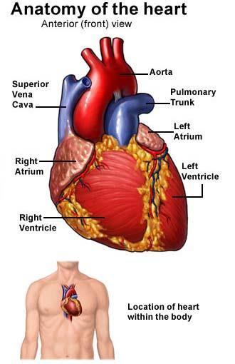The Heart The Cardiovascular System (cont The Heart Covered by the pericardium. Has two sides with two chambers.