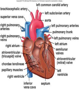 pericardium Often becomes fatty in older people Myocardium: the contracting layer of the heart which is composed