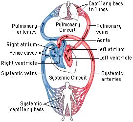 When the ventricles contract, blood is propelled out of the heart. The R. ventricle pumps blood to the pulmonary trunk which sends blood to the lungs where gas exchange occurs The L.
