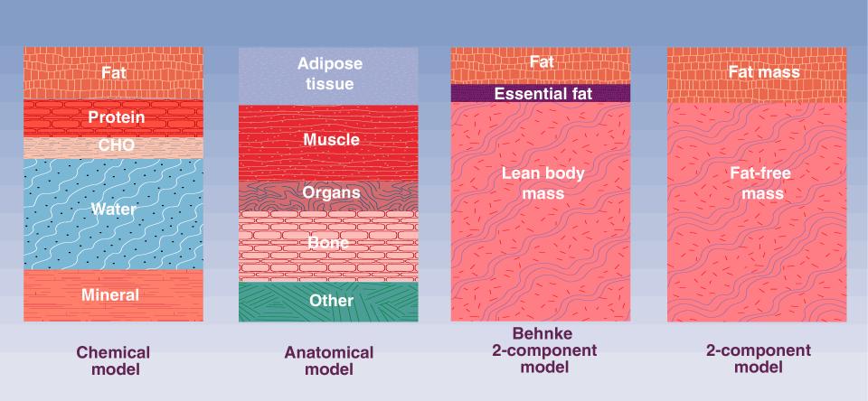 Models of body composition Two-compartment model