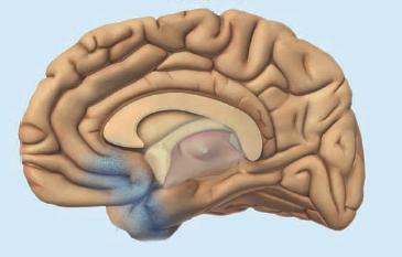 Brain Changes of Alzheimer s Disease Progress