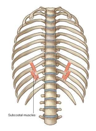 Subcostal muscle More distinct in the lower parts of the thorax Originates on the internal surface of the angle of one rib and inserts in the