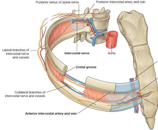 Intercostal Arteries Each intercostal space has 3 arteries: Two small anterior intercostal