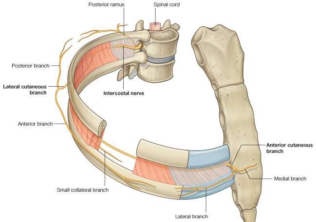 Thoracic Nerves As it leaves the intervertebral foramina in which they are formed, each thoracic spinal nerve divides into an anterior