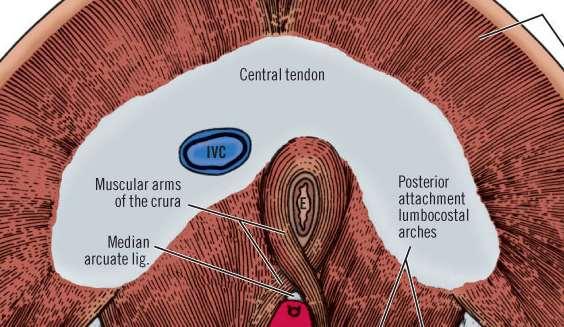 The Diaphragm: Central Tendon This is the aponeurotic portion at the center of the diaphragm.