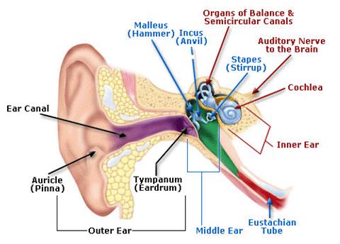 AUDITORY Auditory may mean: Various levels of hearing loss Total deafness Tinnitus Wearing a Cochlear Implant Background noise overpowering speech Many other conditions