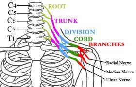 Brachial plexus cords Medial cord: ulnar 1/3 of