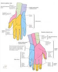 " Lateral cord: radial 2/3 of the fingers and