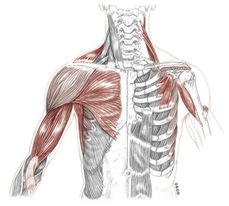 Considerations and Cautions for TOS"! Stretch cervical and shoulder girdle muscles to the point of mild pain or discomfort.