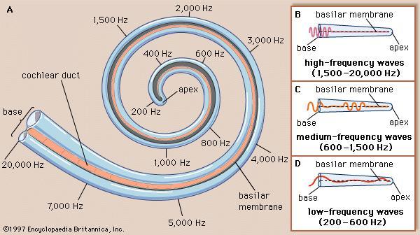 phenomena BASILAR MEMBRANE (memory effect) audio vibrations start nerve