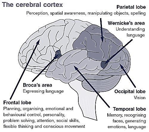 Language perception The nerve pulses go from the Cortis organ to the auditory cortex through the acoustic nerve LEFT EMISPHERE LANGUAGE ELABORATION The Broca Area interprets the nerve impulses The