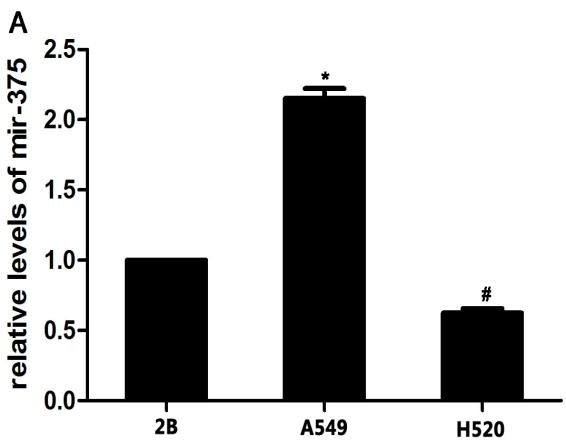 Figure 2. A: mir-375 expression in A549, BEAS-2B, H520 cells.