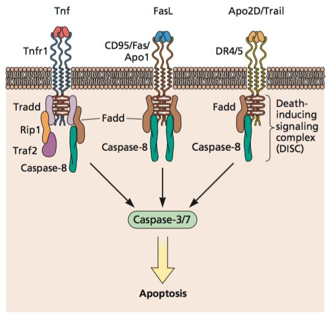 Killing activated T cells When CTL engages an infected cell, the CTL may die instead of the target