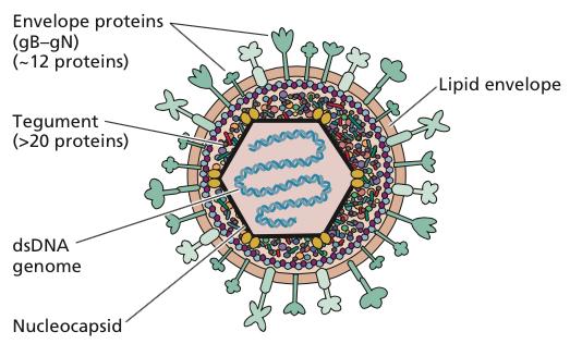 Herpes simplex virus infections US >80% seropositive with genomes in PNS Millions carry latent viral genomes in nervous system