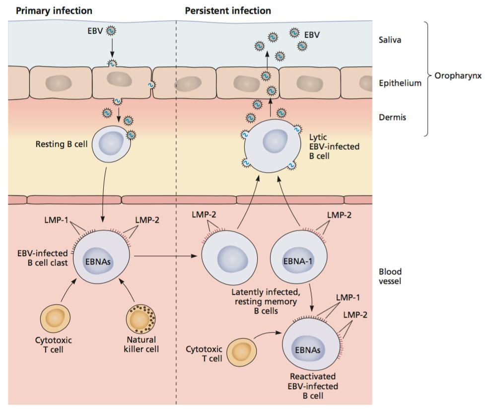EBV primary and latent infection Lymphoid tissue and peripheral blood Infectious