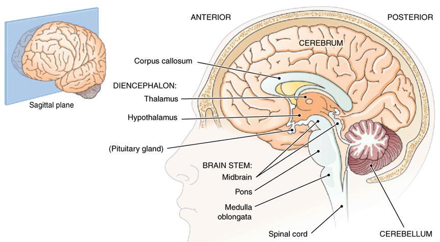 Overview of the Brain (cont.) Figure 10-1 Brain, sagittal section.