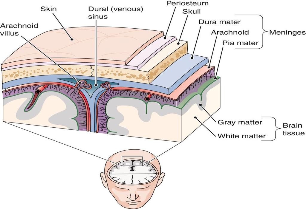 Overview of the Brain (cont.) Figure 10-2 Frontal (coronal) section of the top of the head.