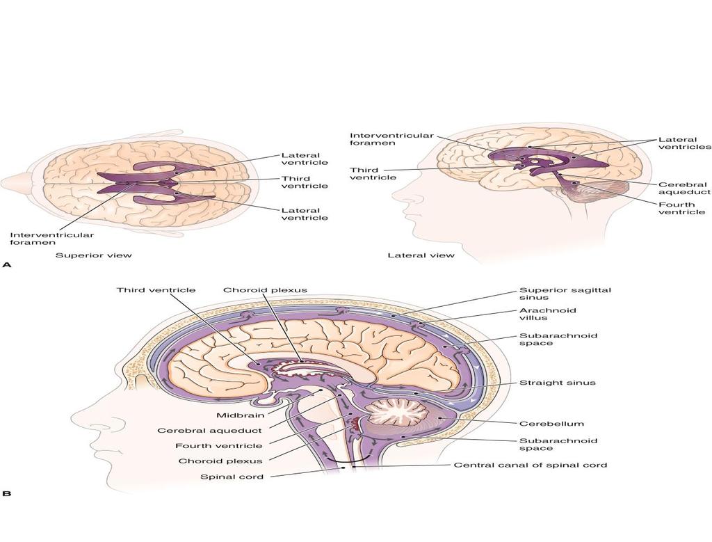Overview of the Brain (cont.