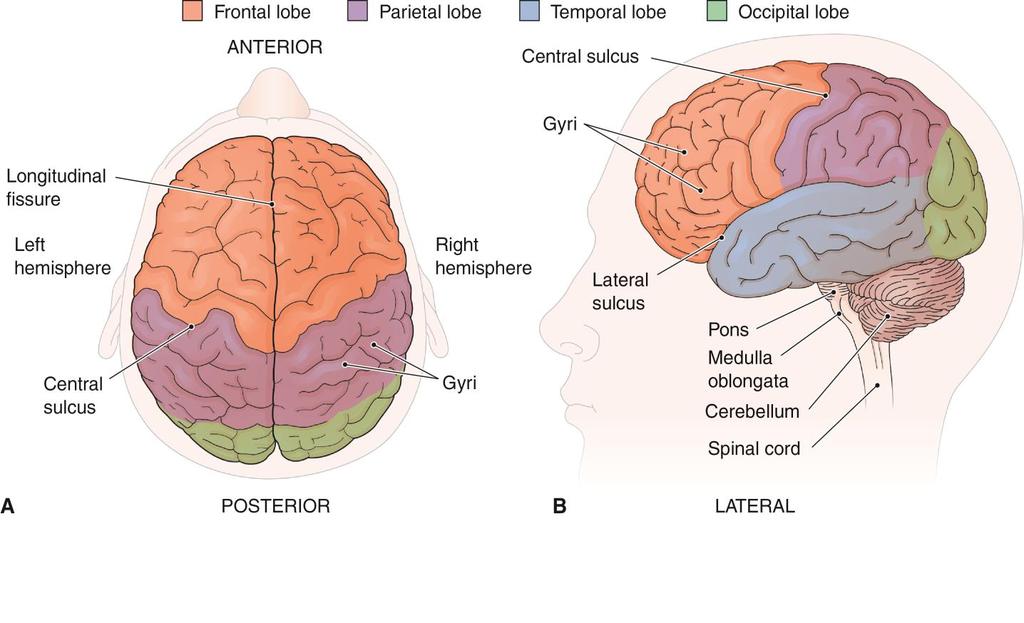 The Cerebrum (cont.) Figure 10-4 External surface of the brain.