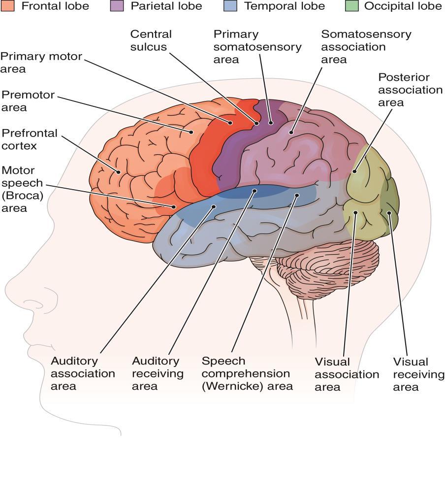 The Cerebrum (cont.) Figure 10-5 Functional areas of the cerebral cortex.