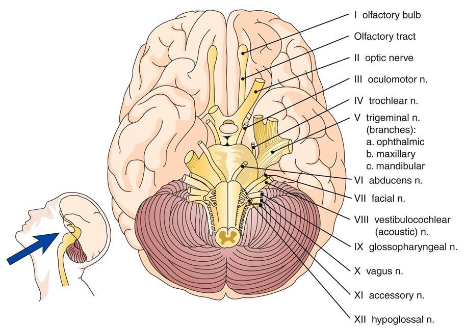 Cranial Nerves (cont.