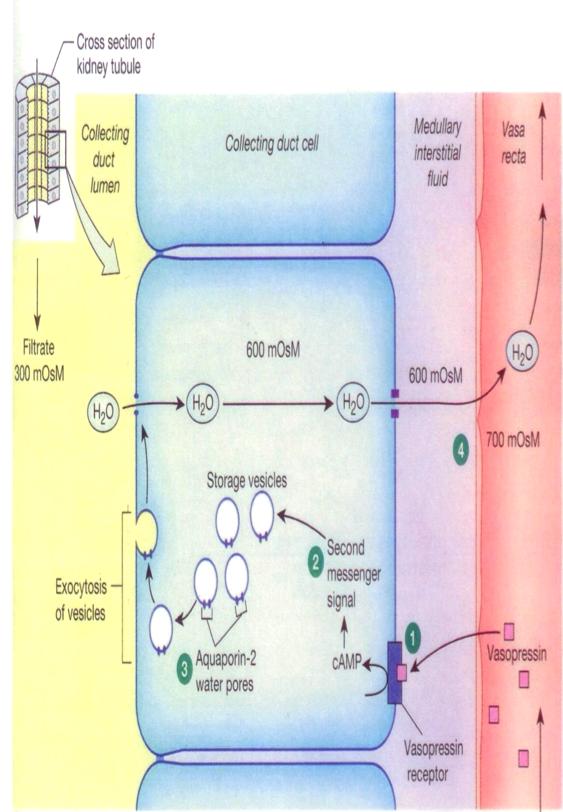 BIPN100 F15 Human Physiology (Kristan) Lecture 18: Endocrine control of renal function. p. 2 Fig. 18.2. Osmolarity of the renal medulla in antidiuresis (lots of ADH) and di